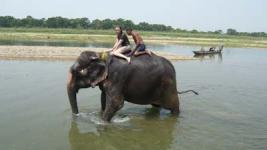 Bain éléphant Chitwan, Népal